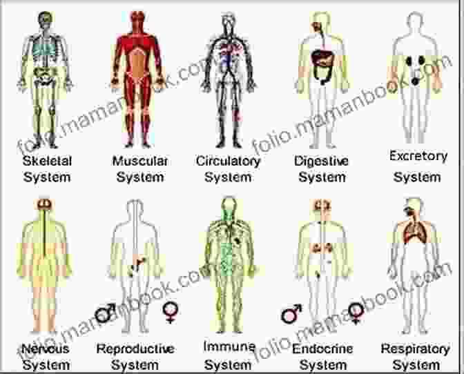 A Detailed Diagram Of The Human Body, Showcasing The Major Organ Systems Sexual Harassment: Your Questions Answered (Q A Health Guides)