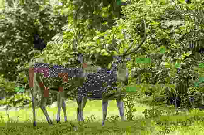 A Group Of People Observing A Family Of Deer In A Lush Forest. A Place By The River