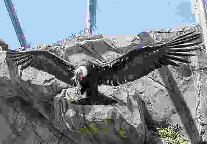 Condors On Display At The National Aviary In Pittsburgh, Pennsylvania. Condor (The Gabriel Wolfe Thrillers 3)